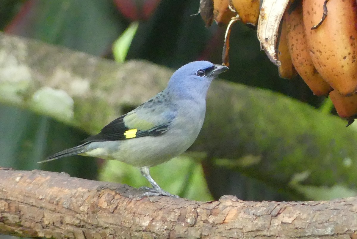 Tangara Aliamarilla - ML640786539
