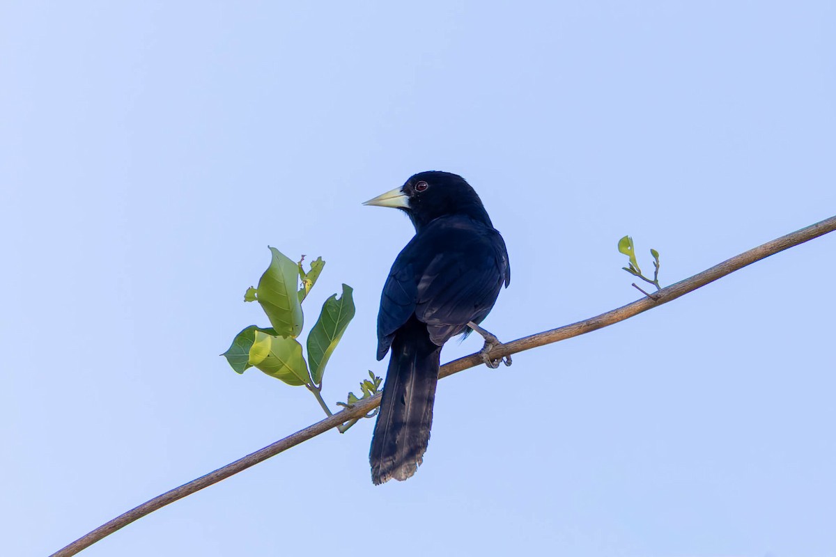 Solitary Black Cacique - ML640786571