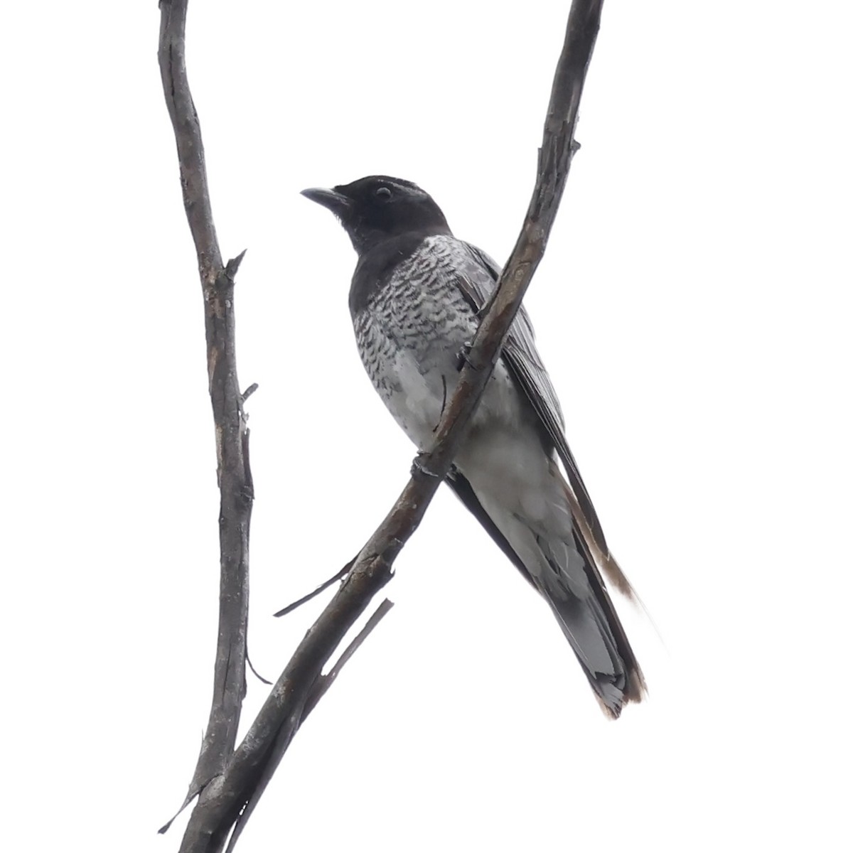 White-bellied Cuckooshrike - ML640786598