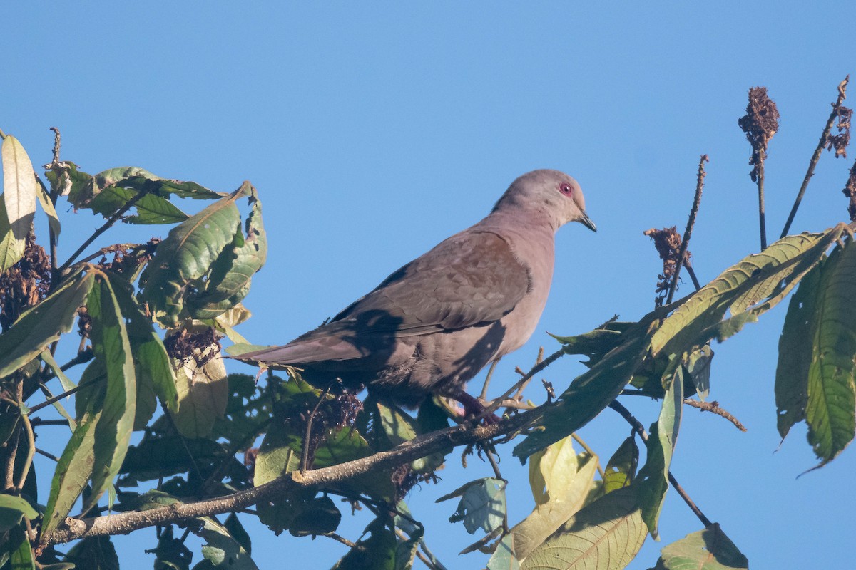 Ruddy Pigeon - ML640786737