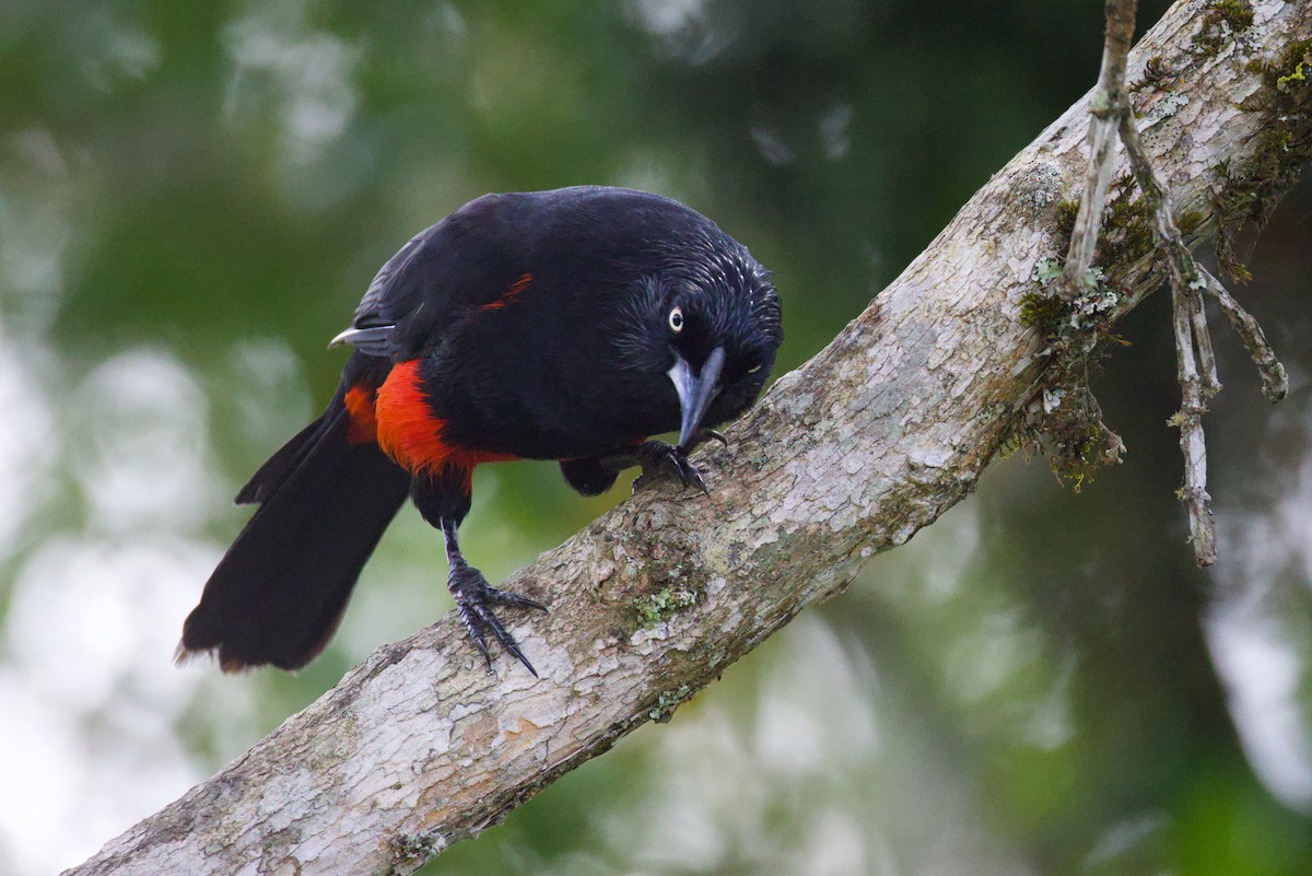 Red-bellied Grackle - ML640786763