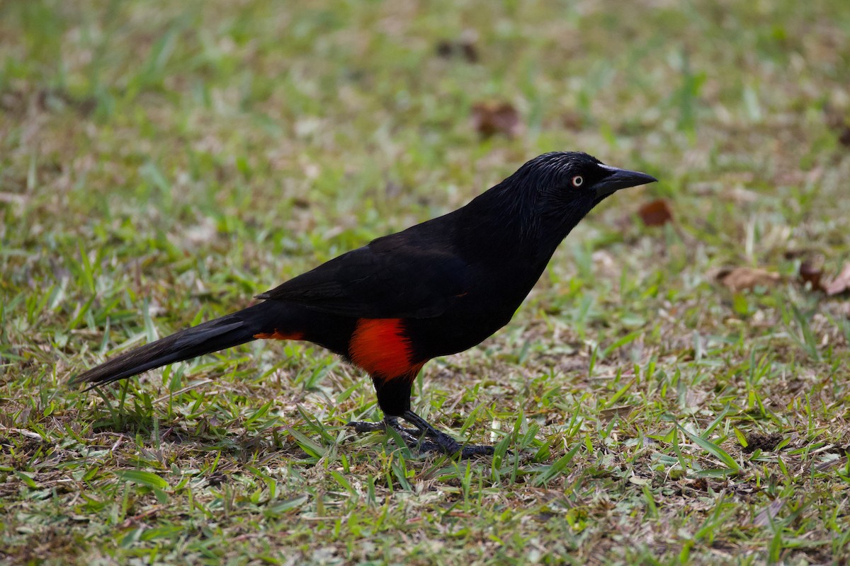 Red-bellied Grackle - ML640786769