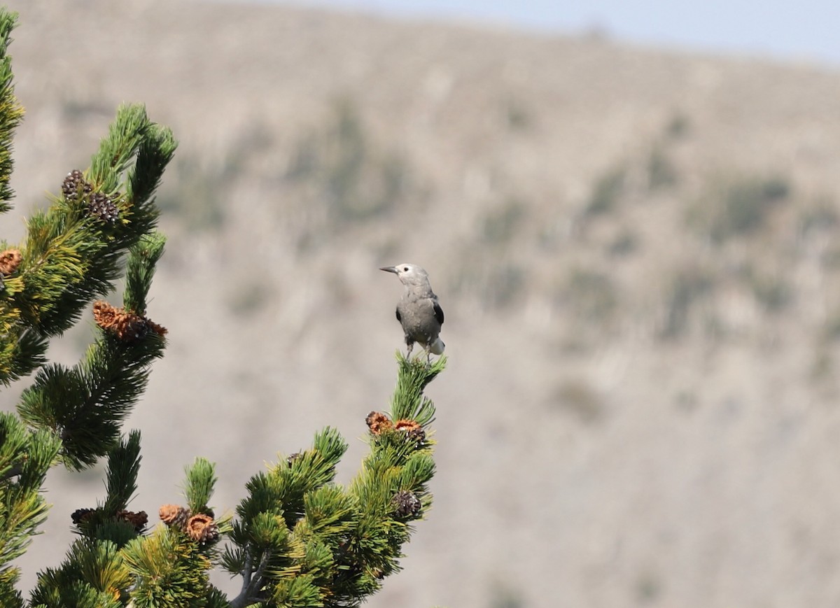 Clark's Nutcracker - ML640786801