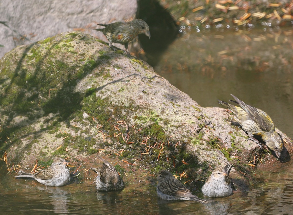 Chipping Sparrow - ML640786806