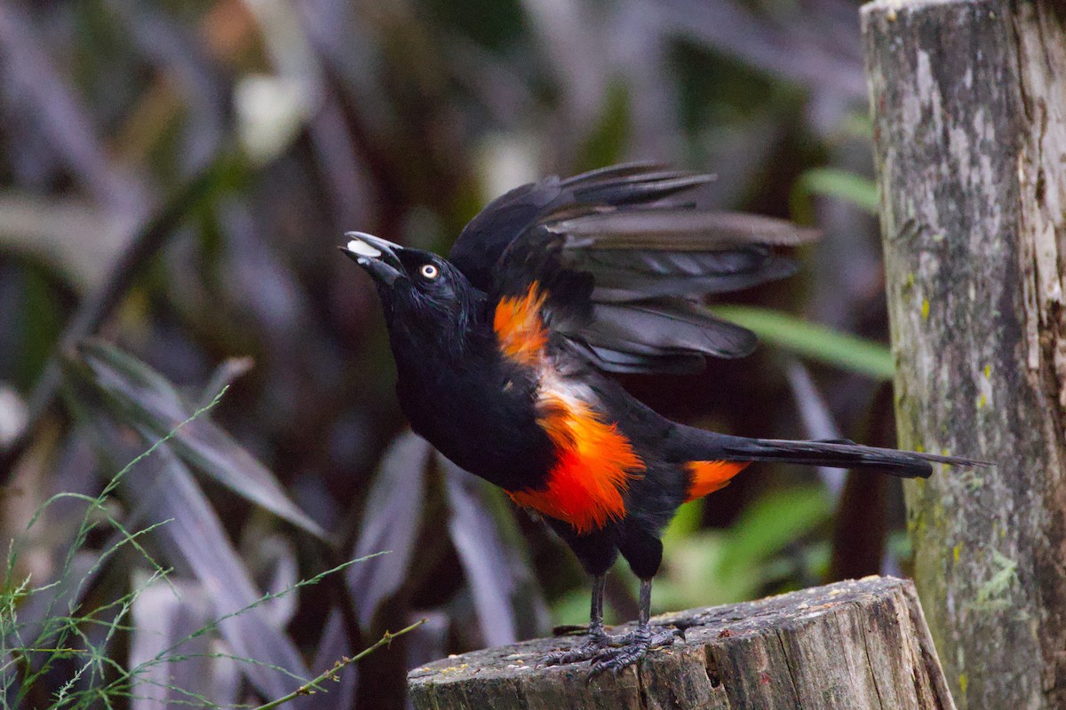 Red-bellied Grackle - ML640786818
