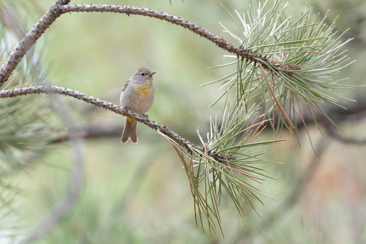Virginia's Warbler - ML640786866