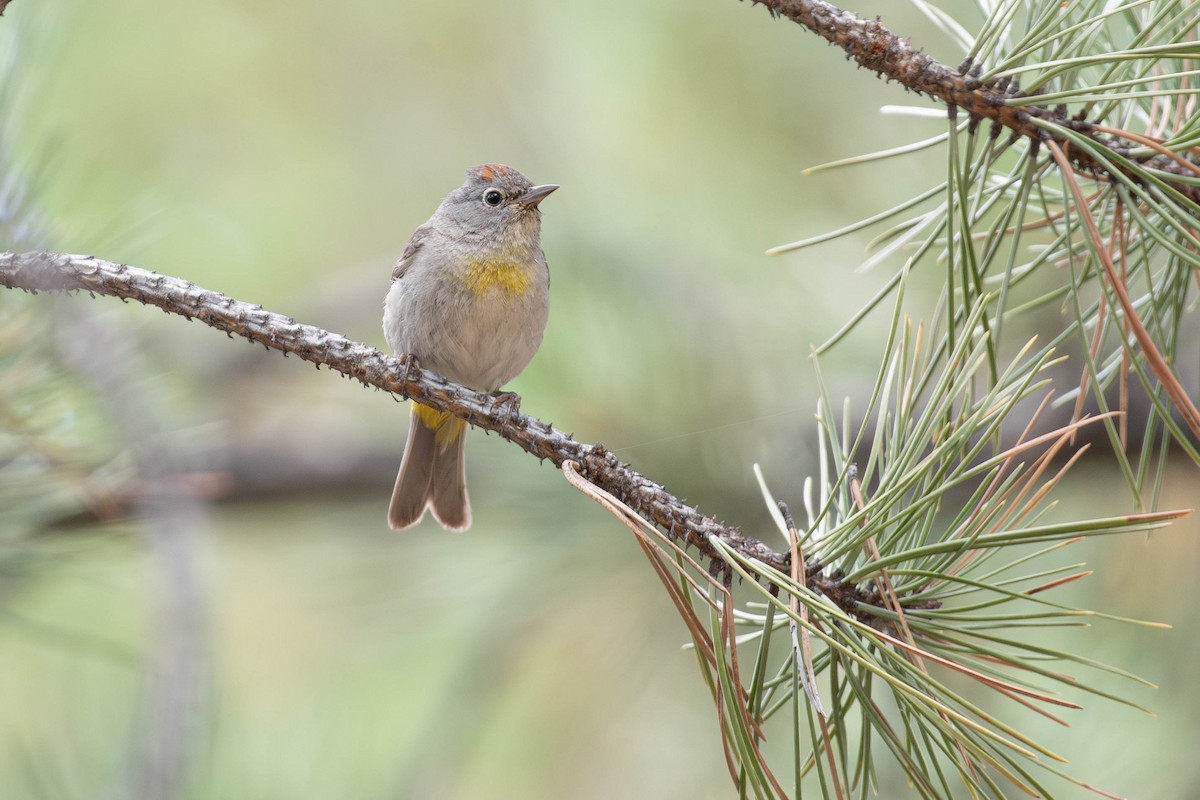 Virginia's Warbler - ML640786867