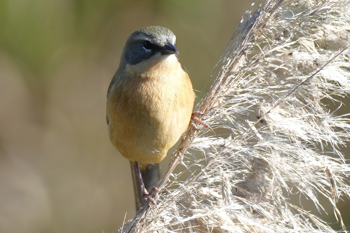 Long-tailed Reed Finch - ML640786881