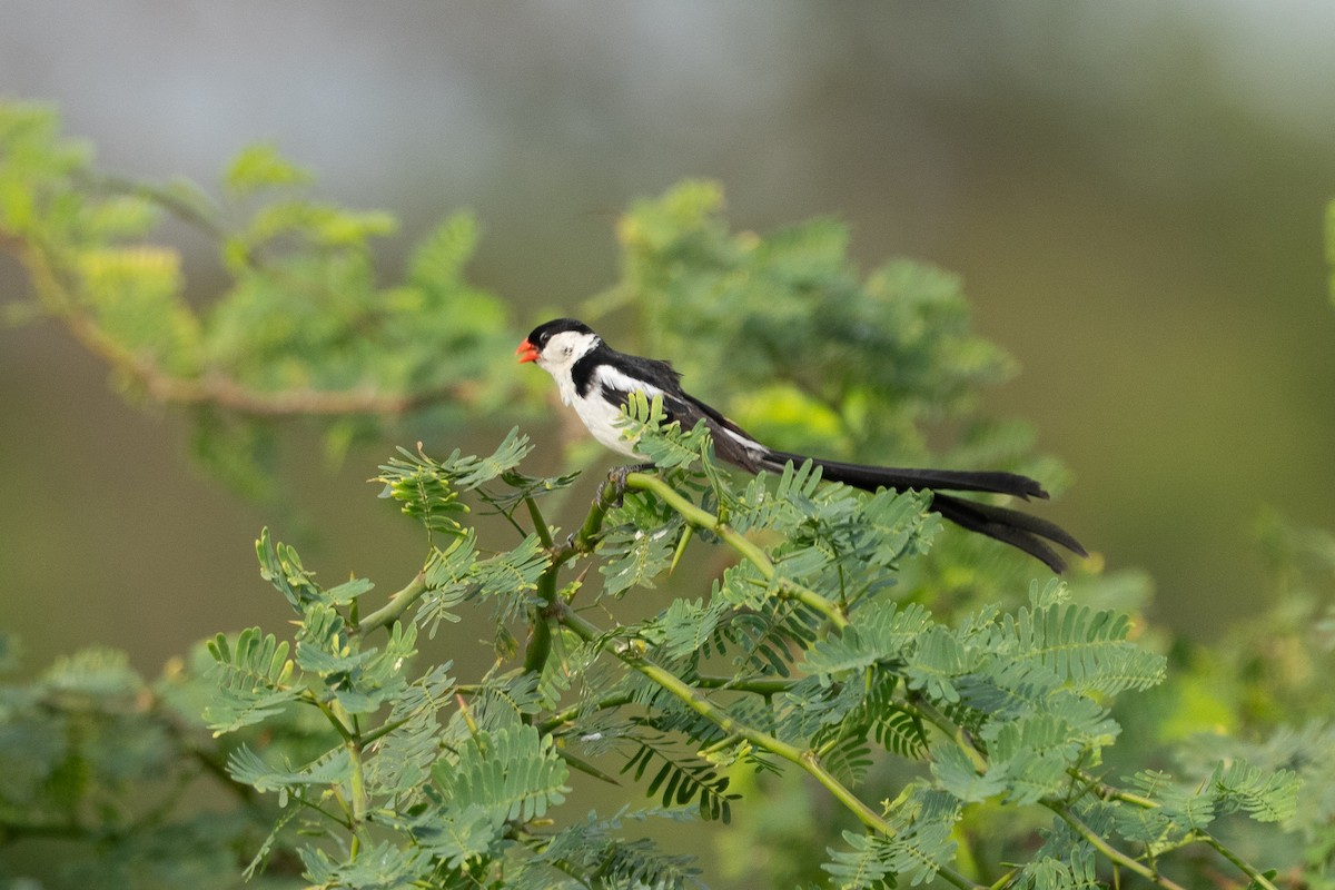 Pin-tailed Whydah - ML640786894