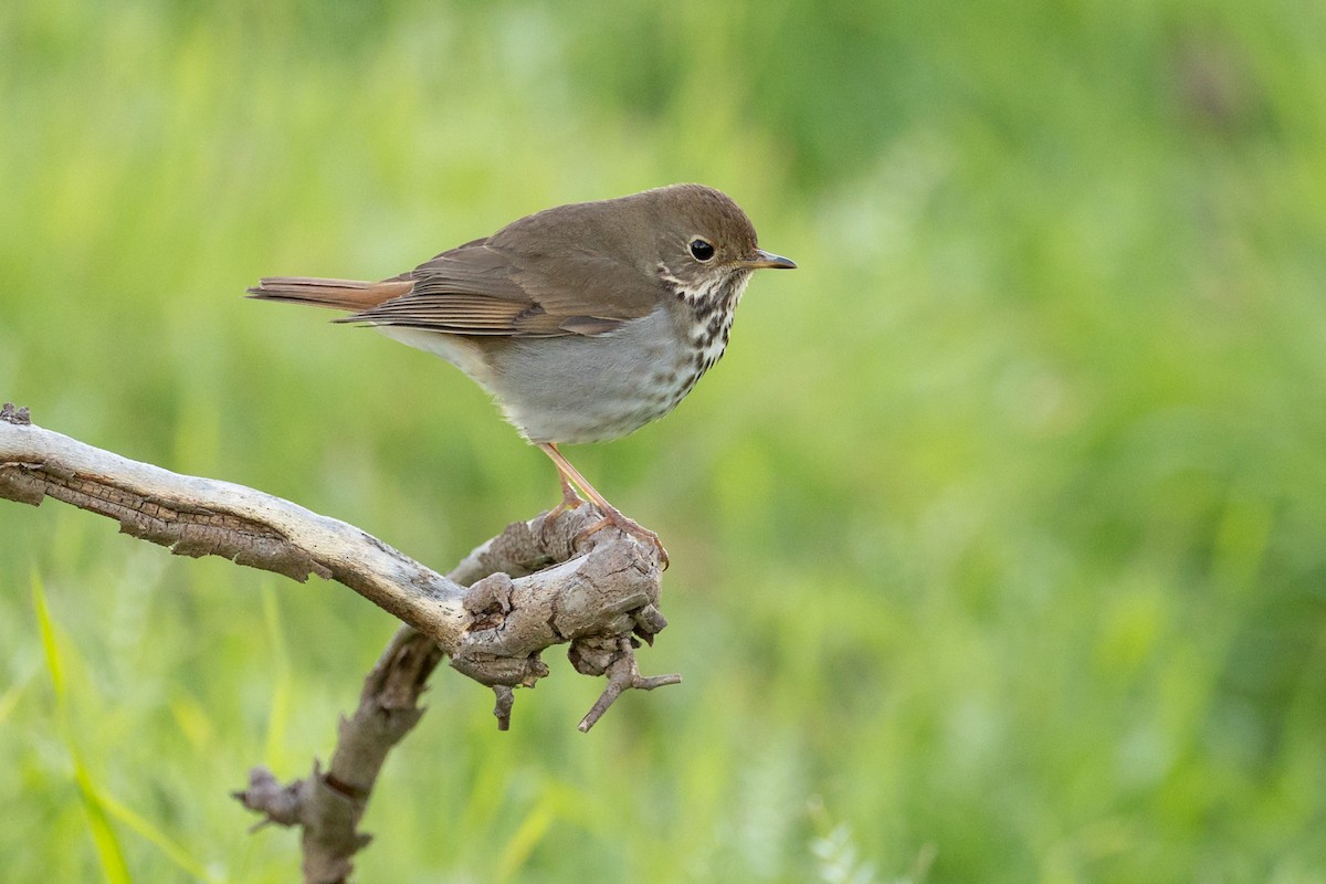 Hermit Thrush - ML640786896