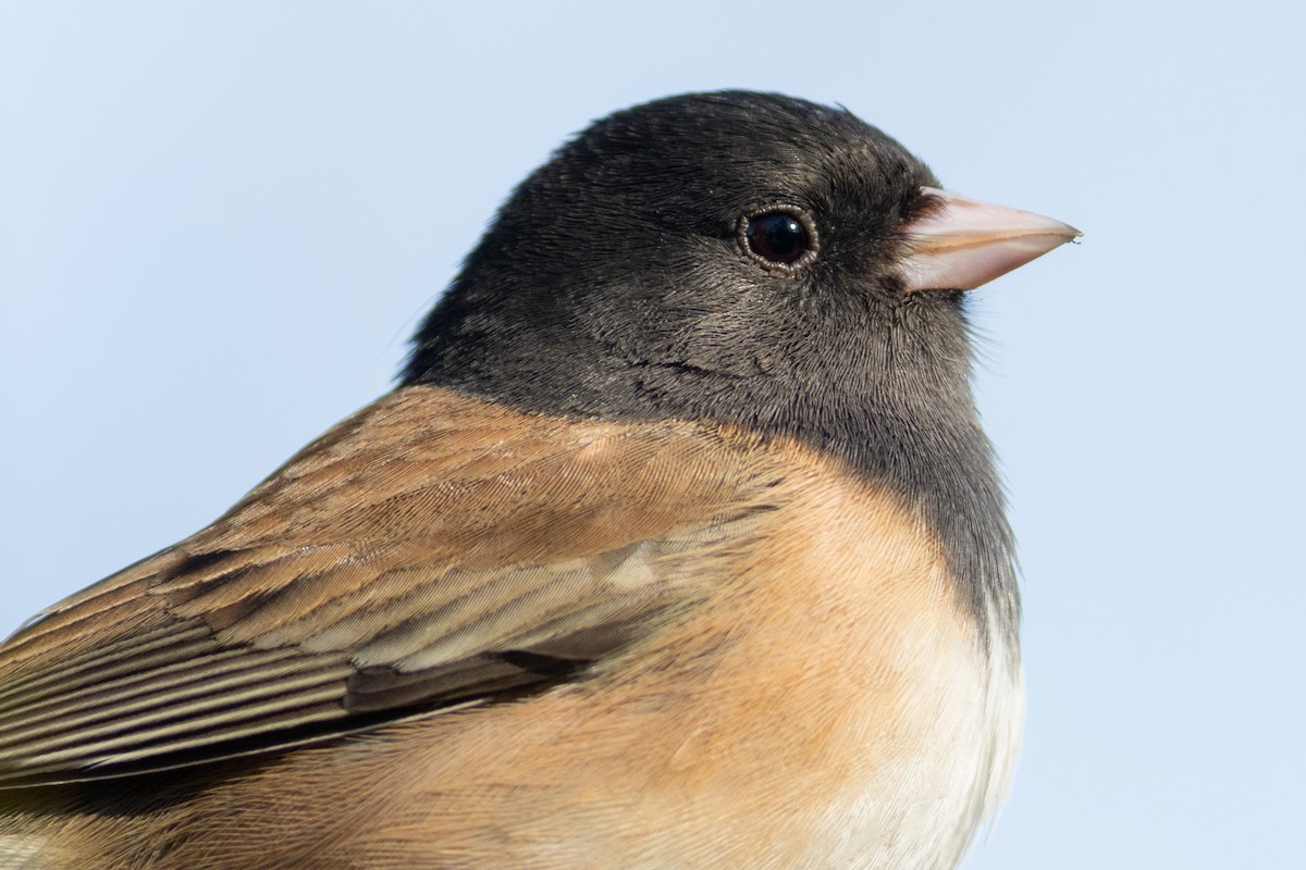 Dark-eyed Junco - ML640786898
