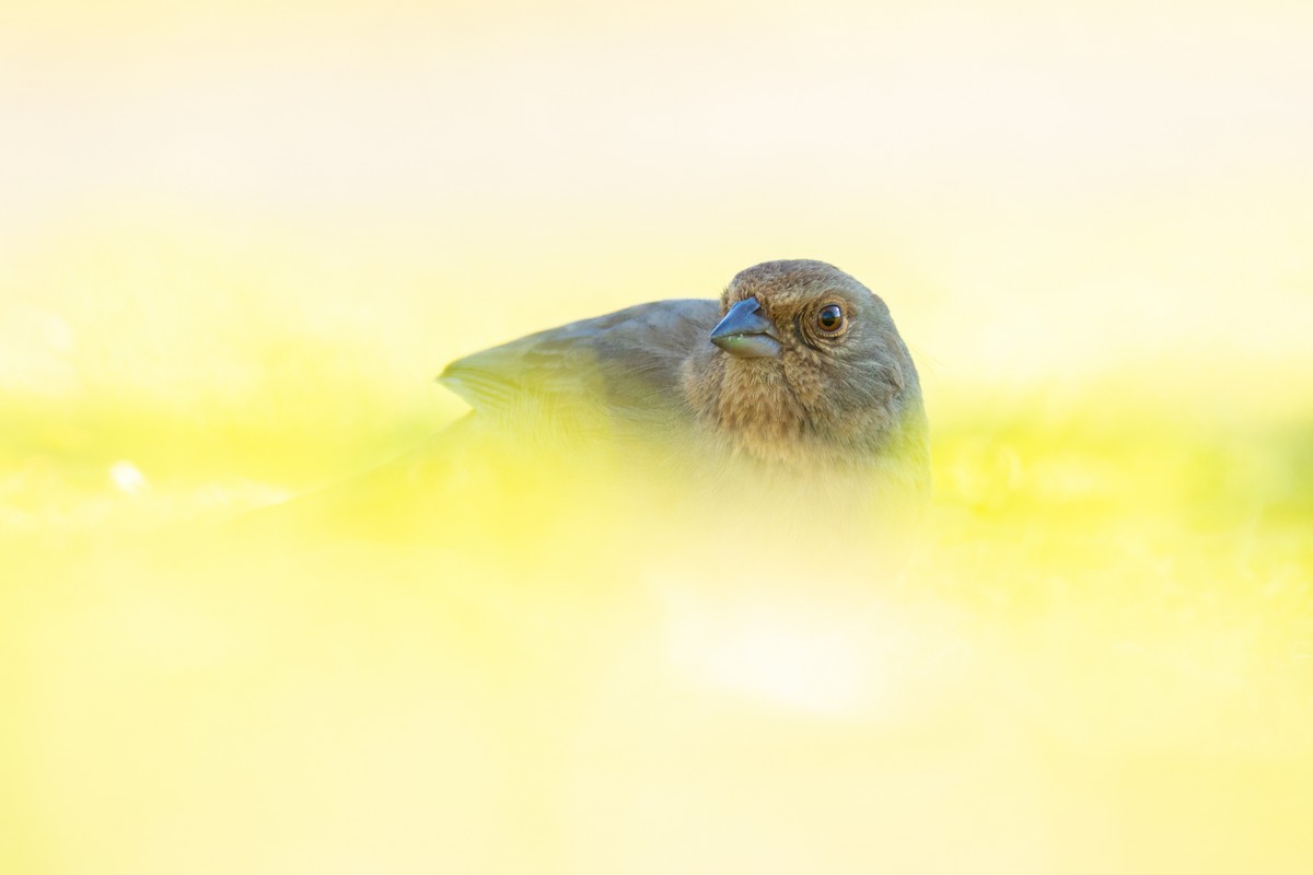 California Towhee - ML640786903