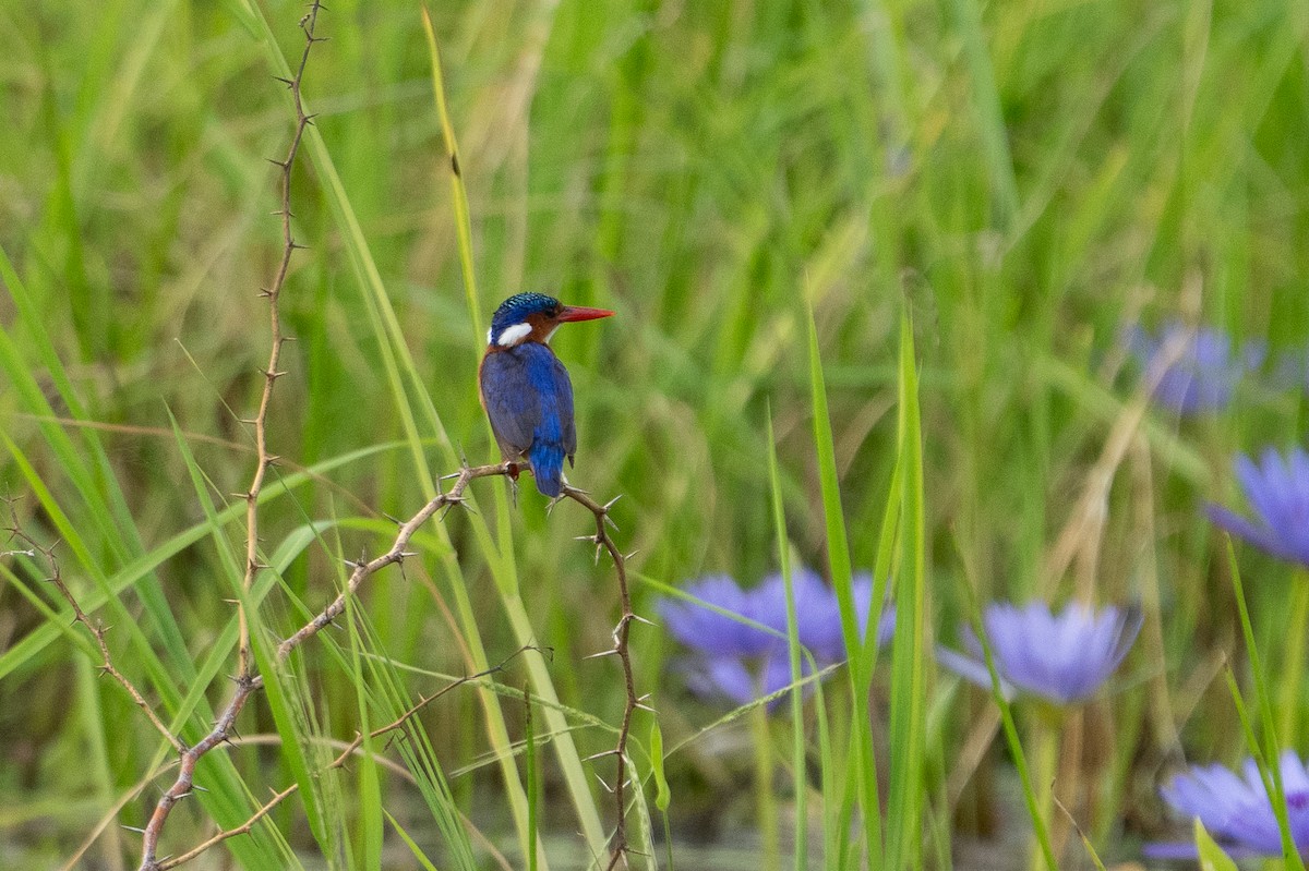 Malachite Kingfisher - ML640786925
