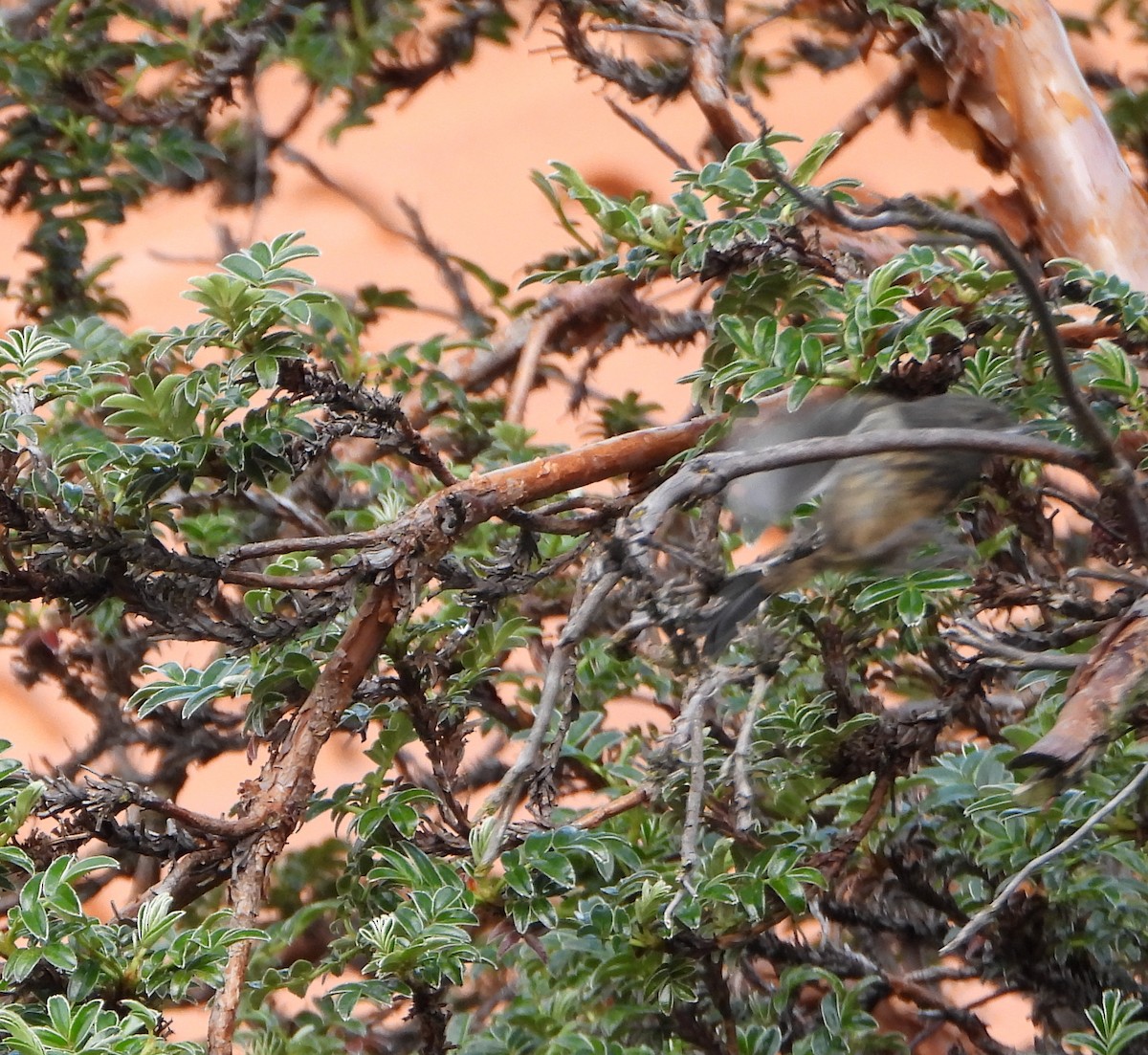 White-sided Flowerpiercer - ML640786929