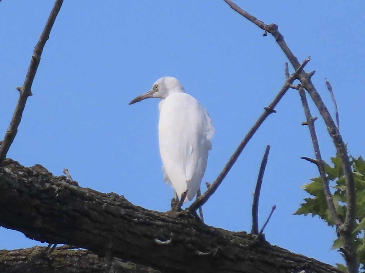 volavka modrošedá - ML640786947