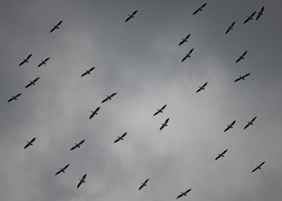 American White Pelican - ML640786978
