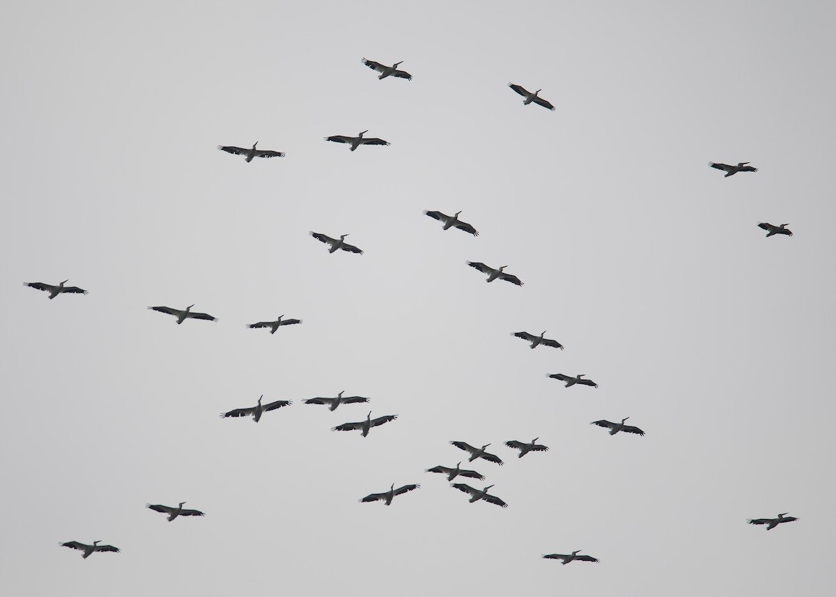 American White Pelican - ML640786979