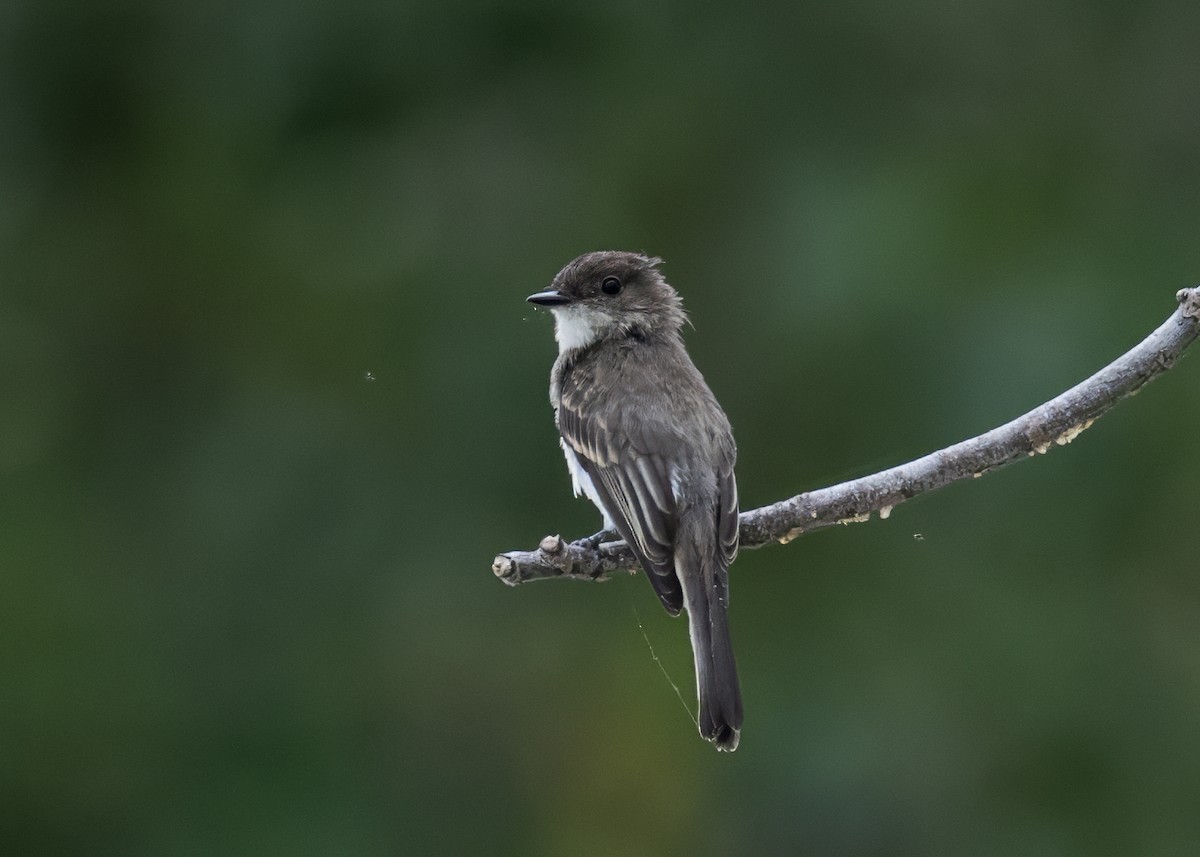 Eastern Phoebe - ML640786987