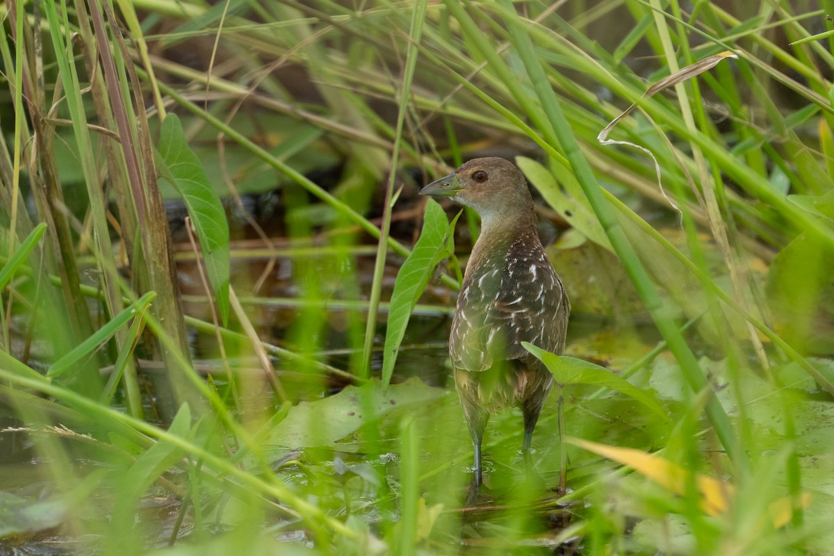Striped Crake - ML640787031