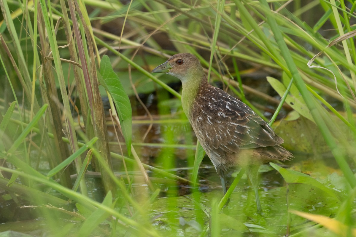 Striped Crake - ML640787032