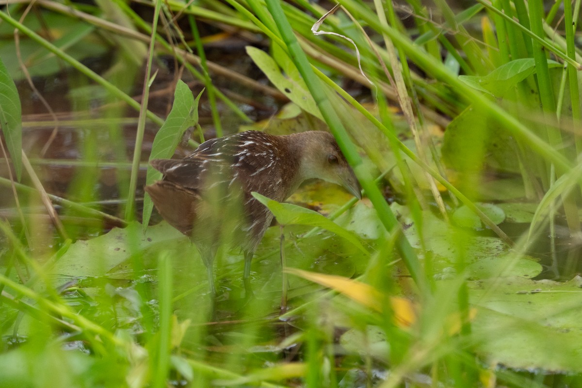 Striped Crake - ML640787033