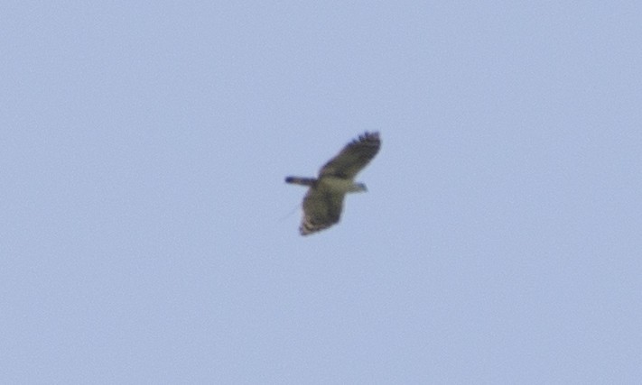 White-collared Kite - ML640787046