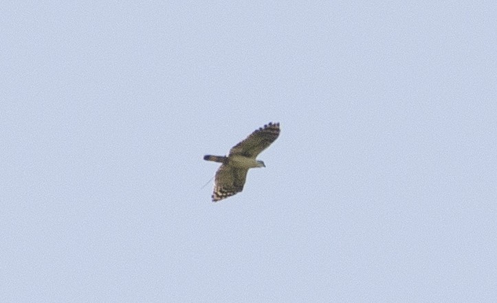 White-collared Kite - ML640787047