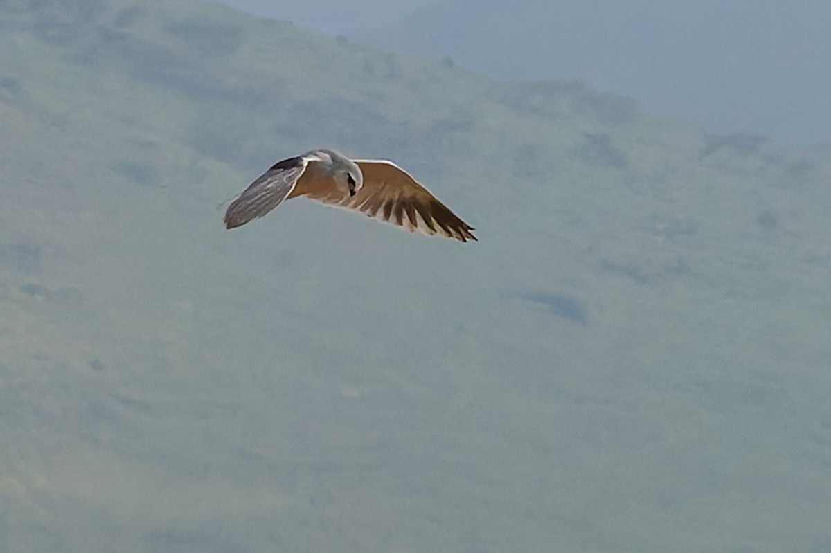 Black-winged Kite - ML640787073