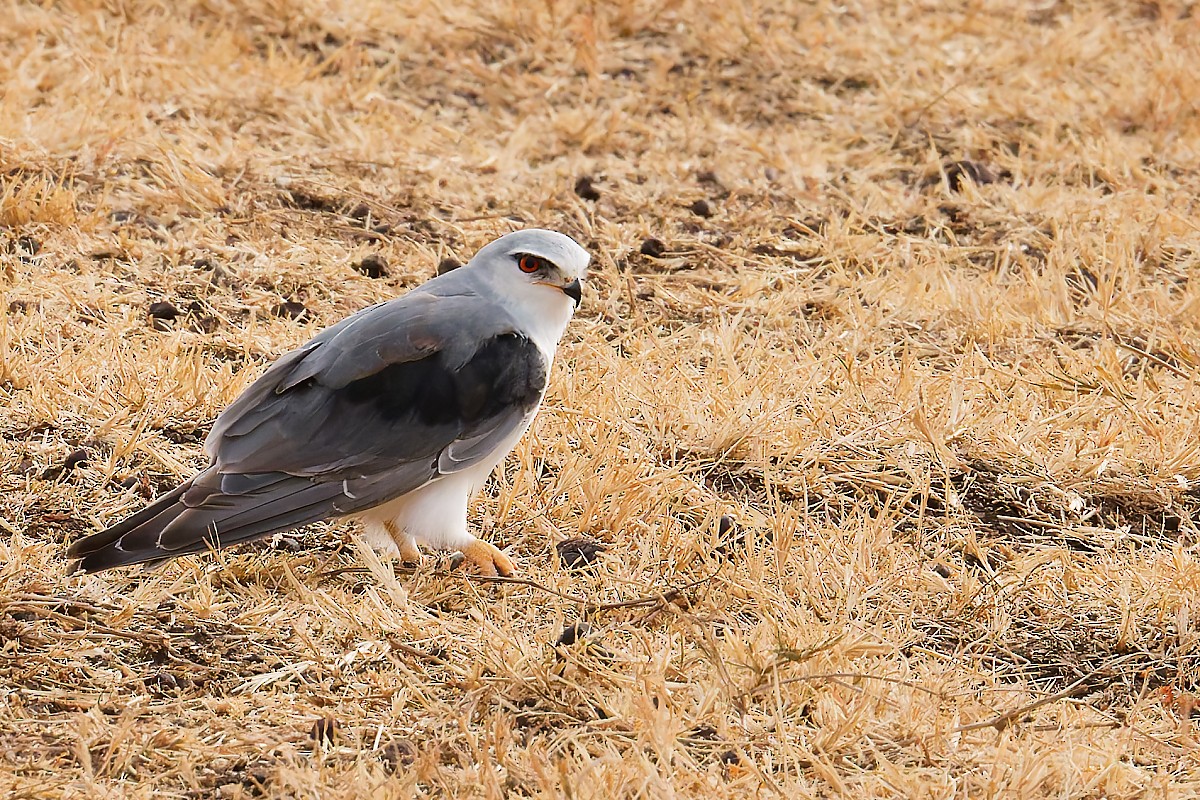 Black-winged Kite - ML640787083