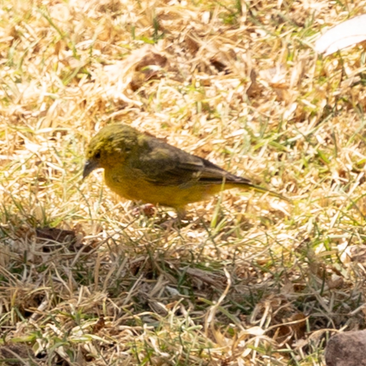 Greenish Yellow-Finch - ML640787103
