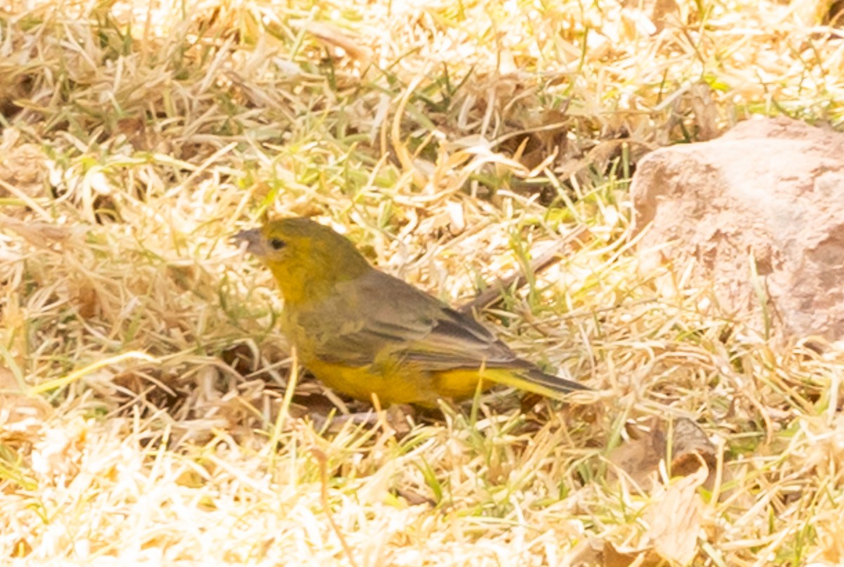 Greenish Yellow-Finch - ML640787105