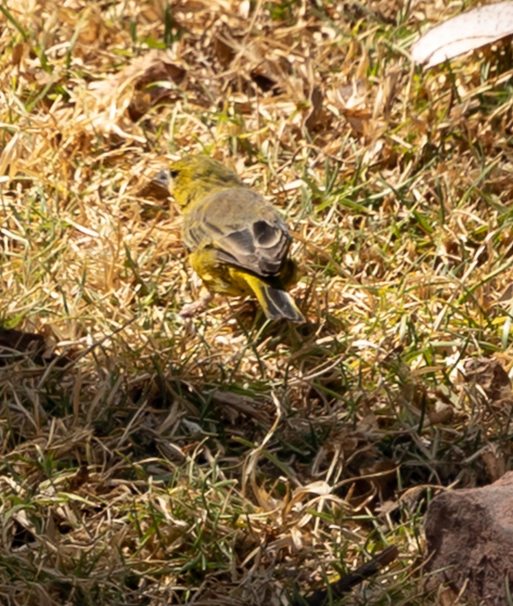 Greenish Yellow-Finch - ML640787106