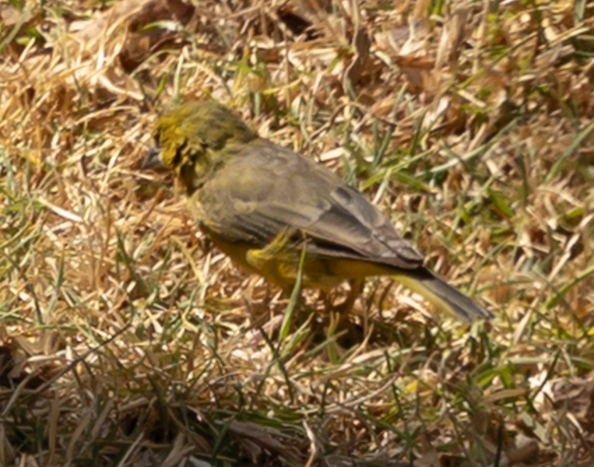 Greenish Yellow-Finch - ML640787107