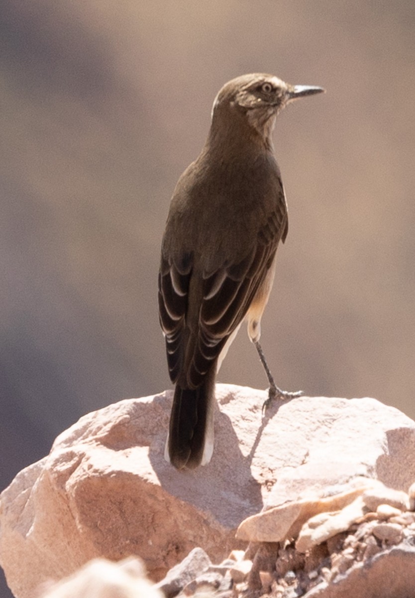 Black-billed Shrike-Tyrant - ML640787189