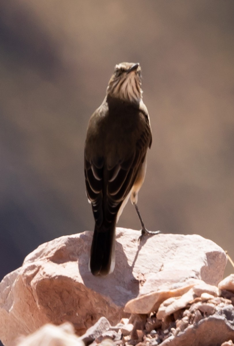 Black-billed Shrike-Tyrant - ML640787190