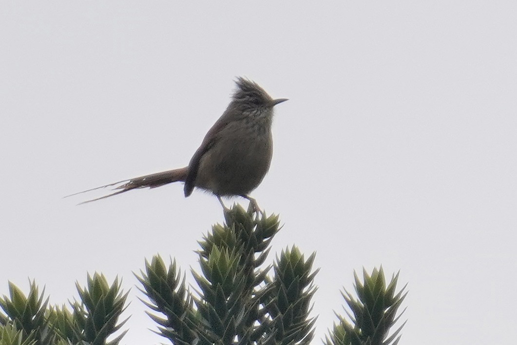 Araucaria Tit-Spinetail - ML640787255