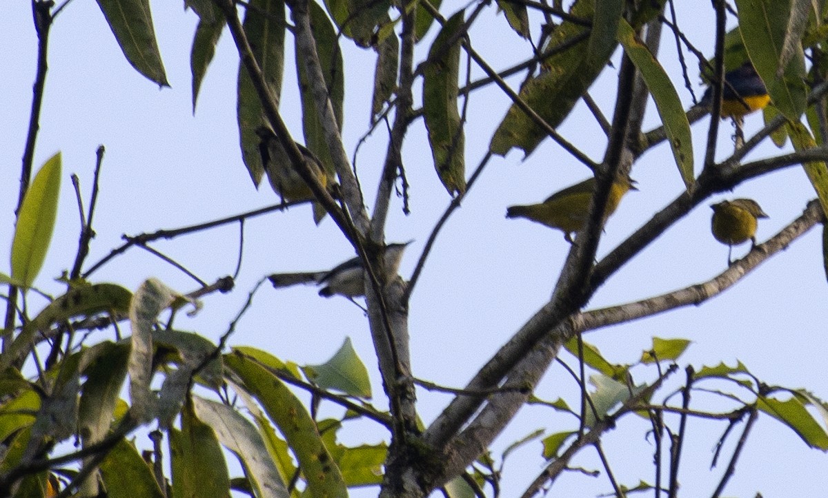 Tropical Gnatcatcher (atricapilla) - ML640787268