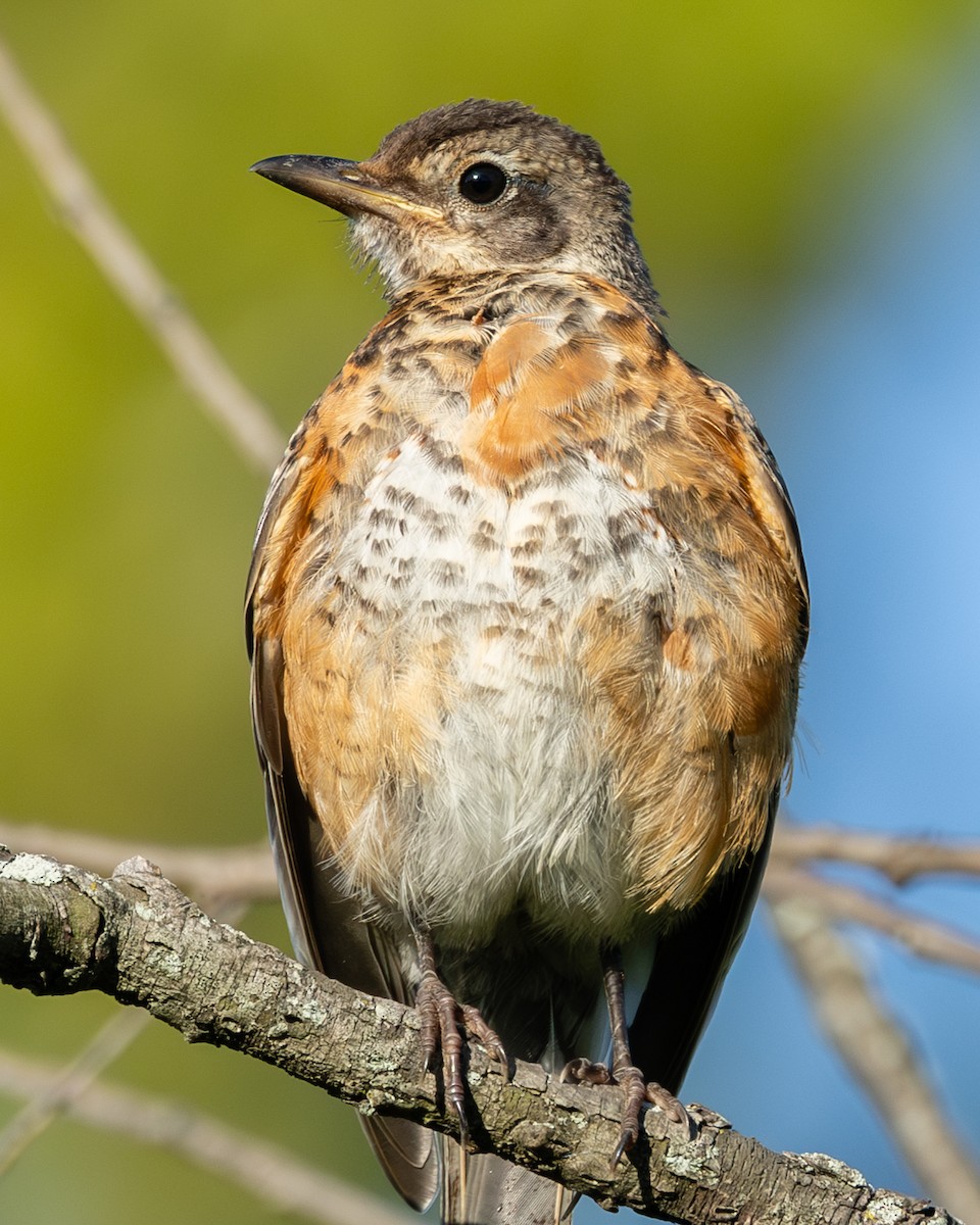 American Robin - ML640787269