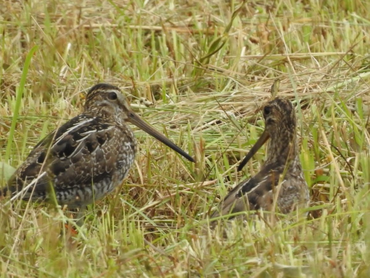 Bécassine du Paraguay - ML640787319