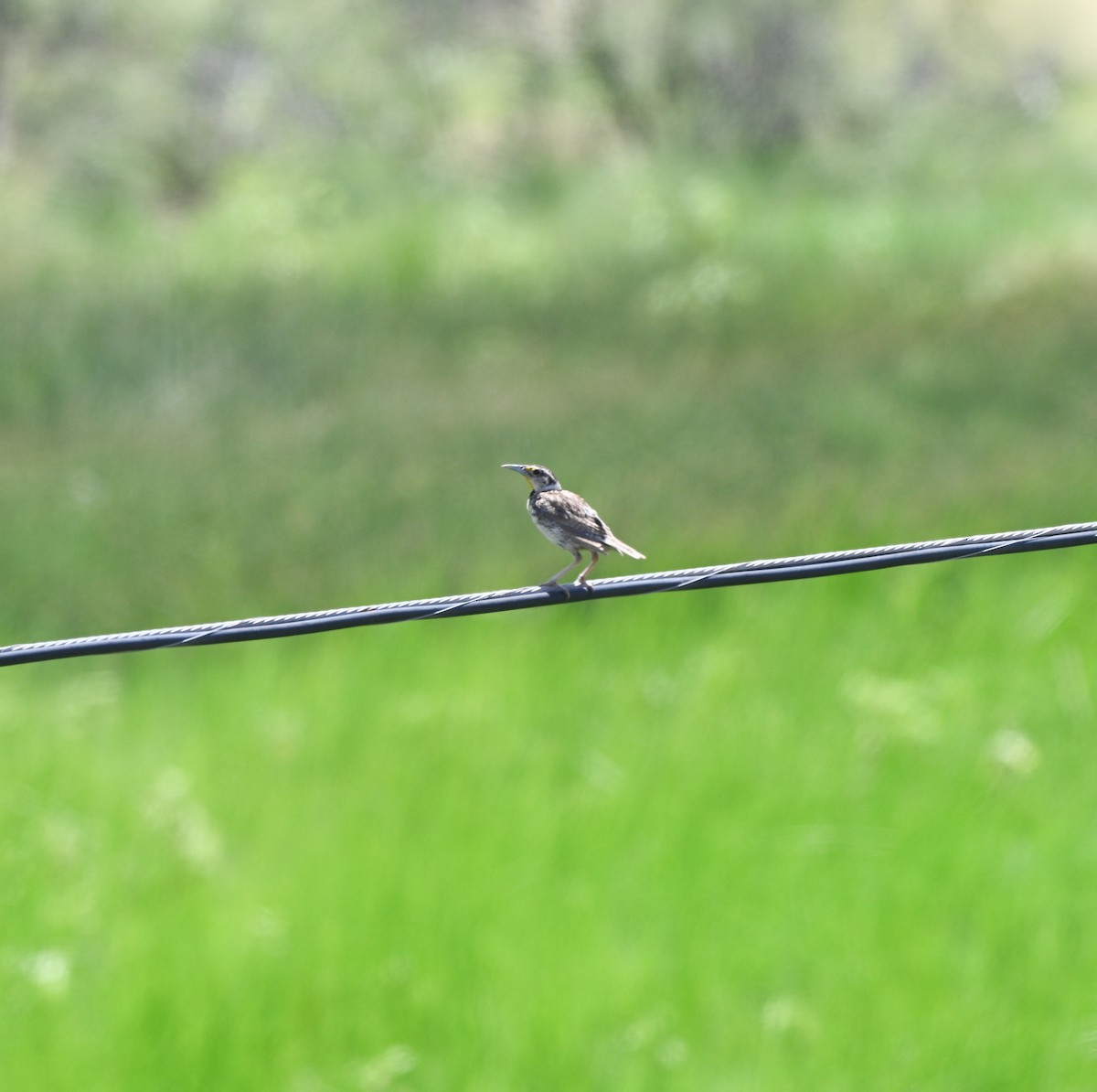 Chihuahuan Meadowlark - ML640787359