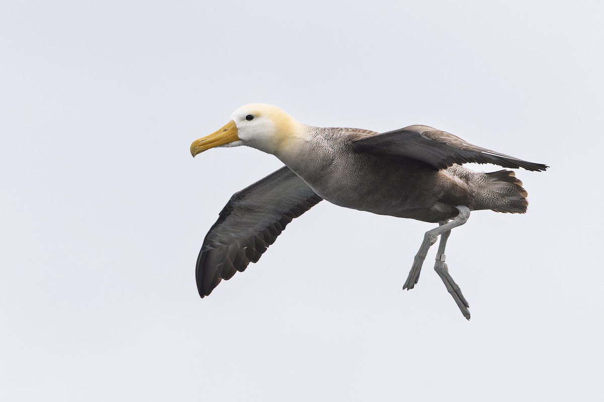 Waved Albatross - ML640787360