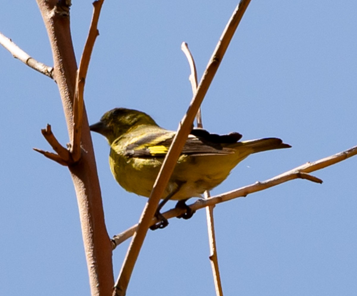 Hooded Siskin - ML640787363