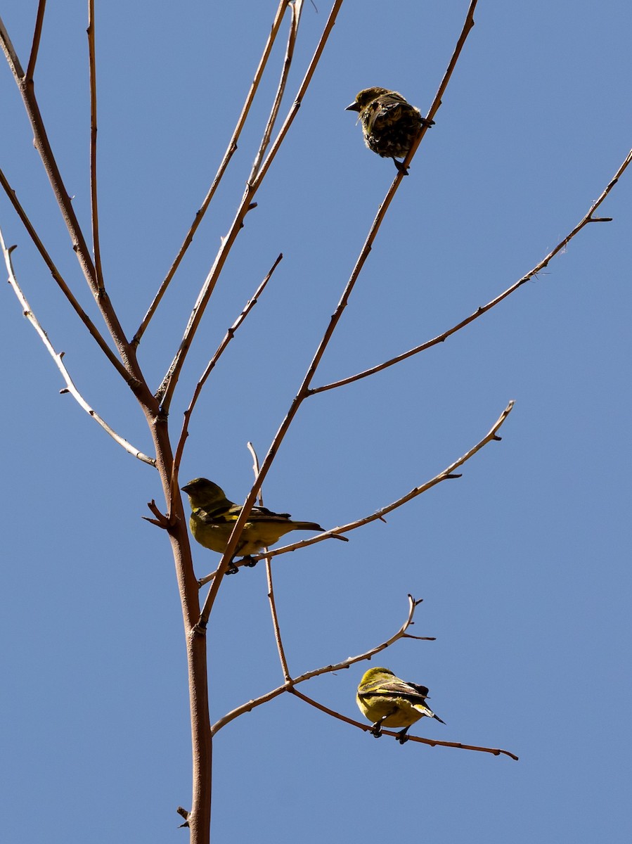Hooded Siskin - ML640787364