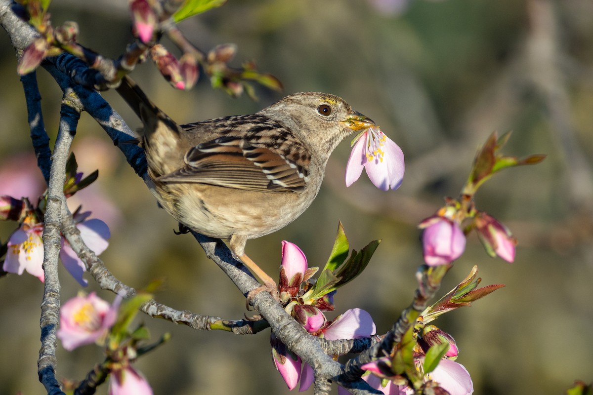 Golden-crowned Sparrow - ML640787397
