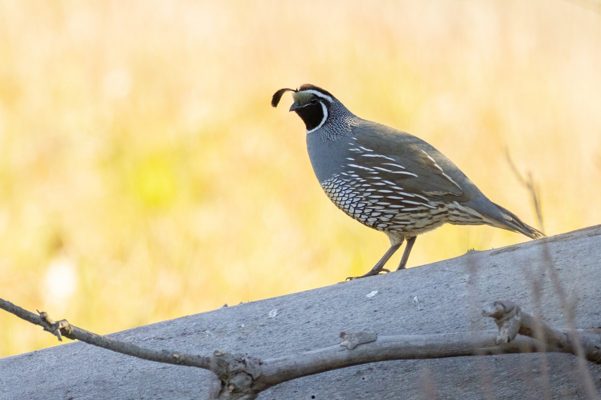 Galeper kaliforniarra - ML640787406