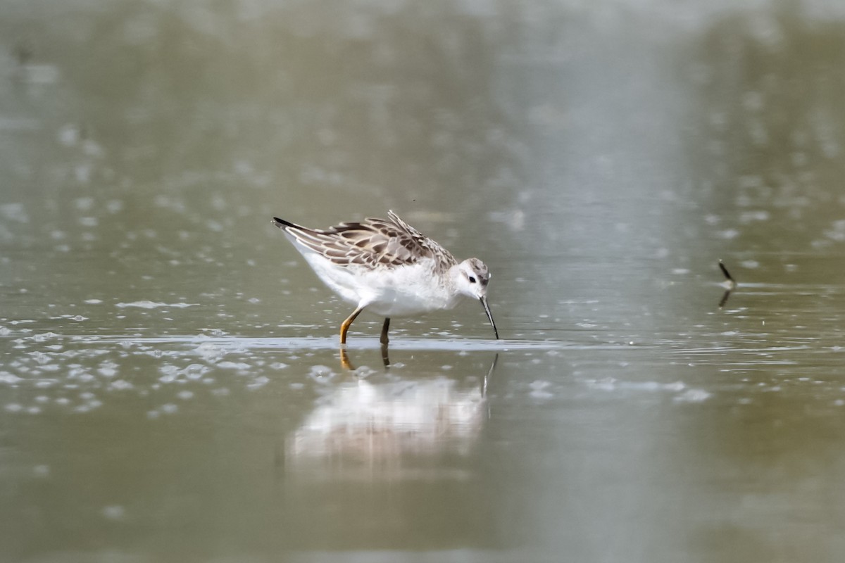 Wilson's Phalarope - ML640787411