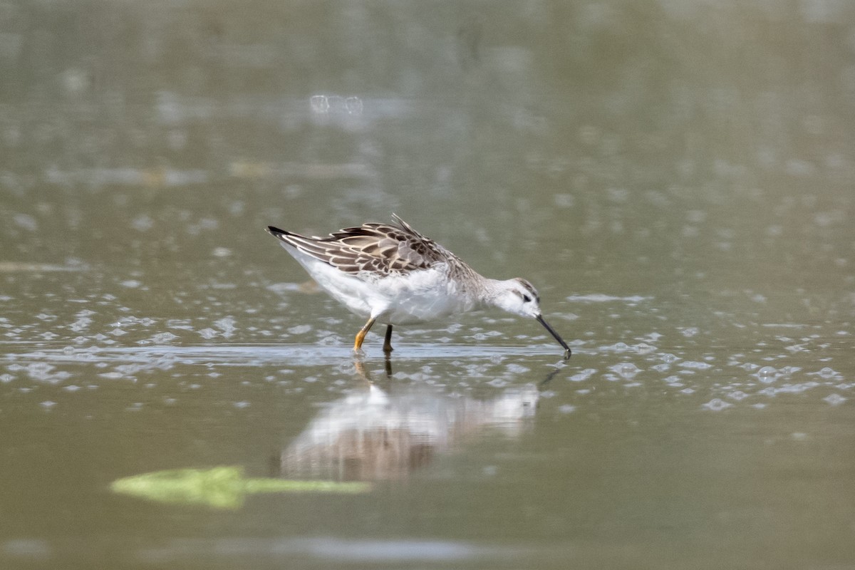Wilson's Phalarope - ML640787418