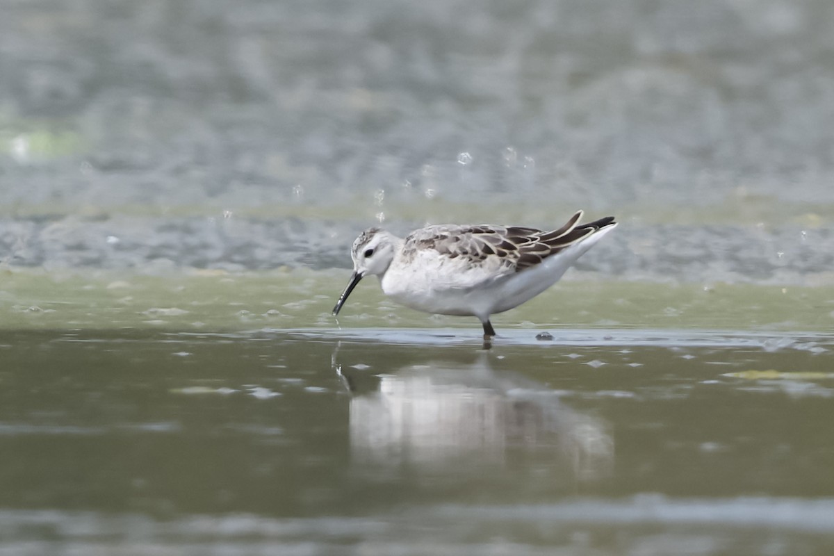 Wilson's Phalarope - ML640787420