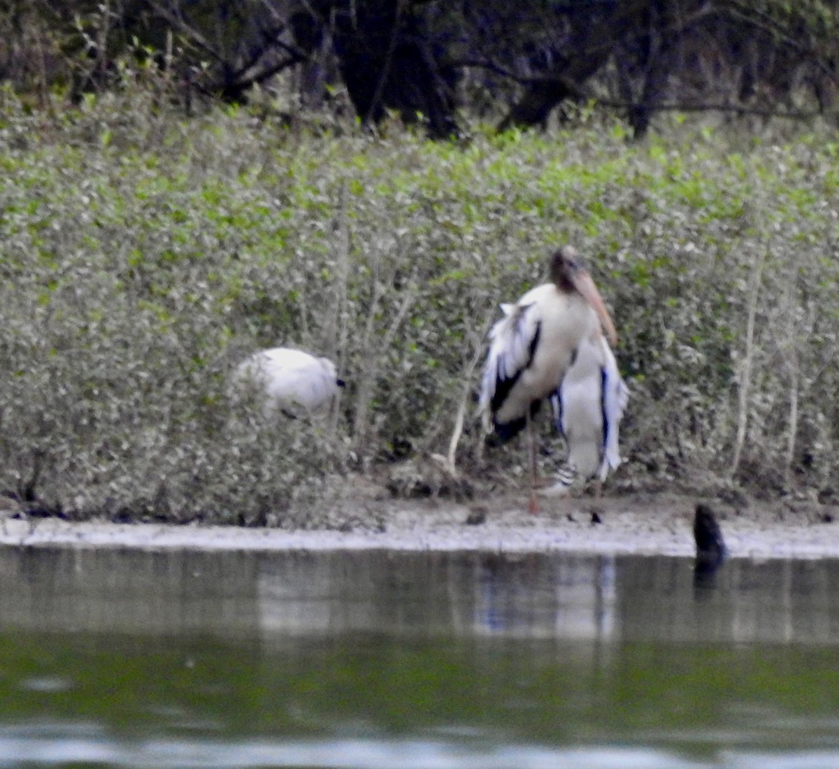 Wood Stork - ML640787426