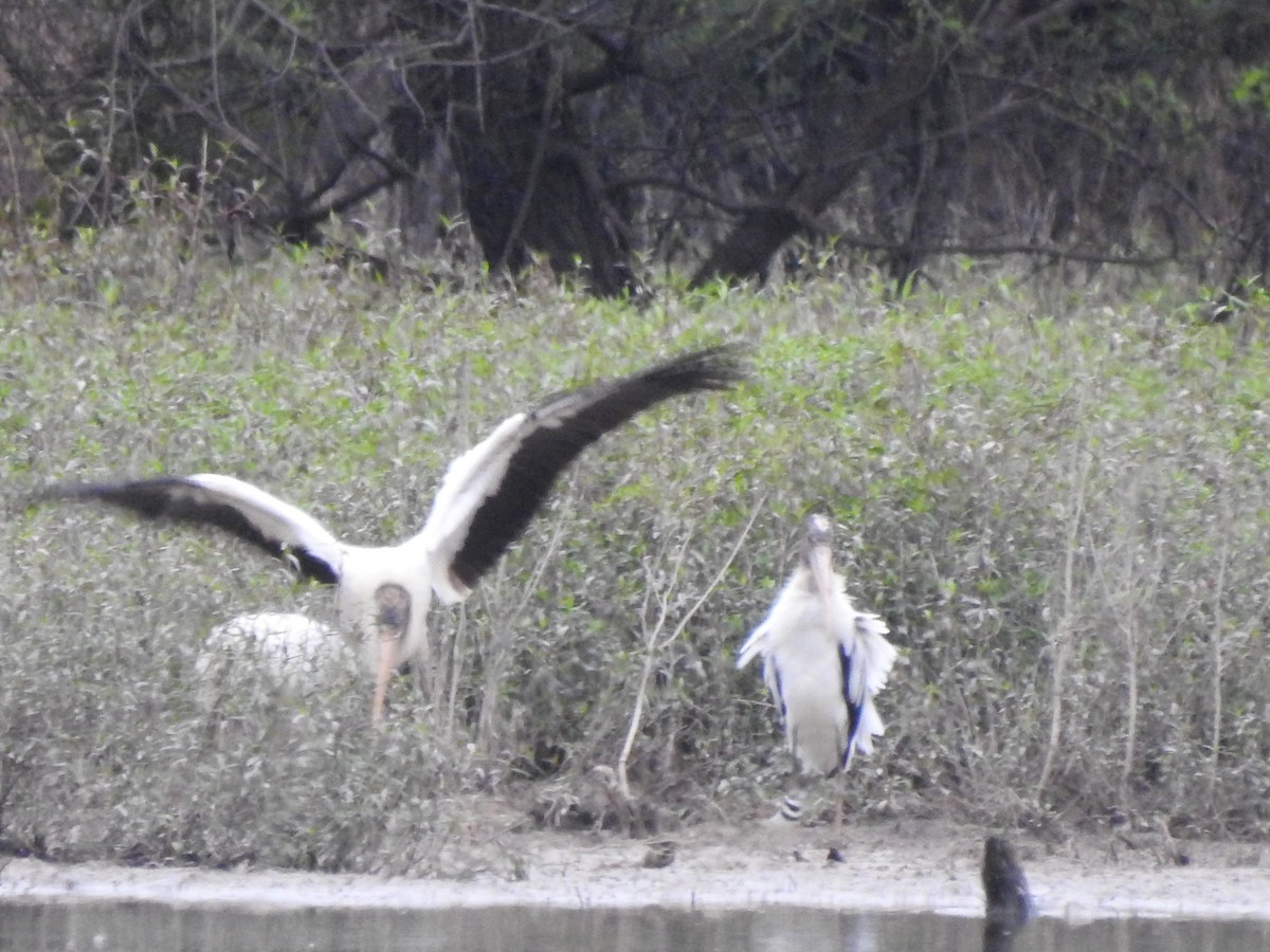 Wood Stork - ML640787429